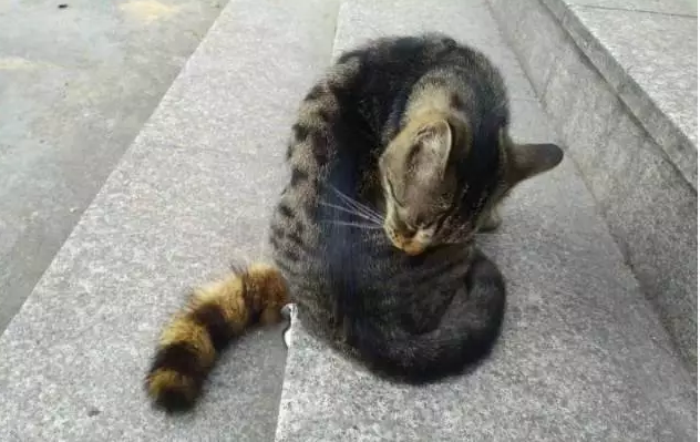 每生产一个肛塞，就有一个无辜的猫猫被切掉尾巴 - 51虹马