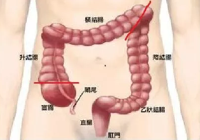每生产一个肛塞，就有一个无辜的猫猫被切掉尾巴 - 51虹马