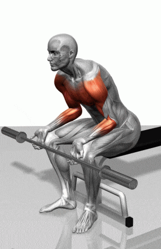 健身菜鸟的福利, 收好留用, 各部位肌肉锻炼图解 - 51虹马 健身菜鸟的福利, 收好留用, 各部位肌肉锻炼图解 - 51虹马