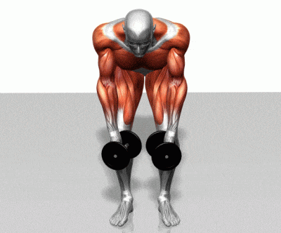 健身菜鸟的福利, 收好留用, 各部位肌肉锻炼图解 - 51虹马 健身菜鸟的福利, 收好留用, 各部位肌肉锻炼图解 - 51虹马