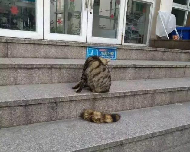 每生产一个肛塞，就有一个无辜的猫猫被切掉尾巴 - 51虹马