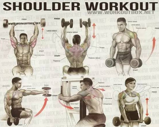 健身菜鸟的福利, 收好留用, 各部位肌肉锻炼图解 - 51虹马 健身菜鸟的福利, 收好留用, 各部位肌肉锻炼图解 - 51虹马