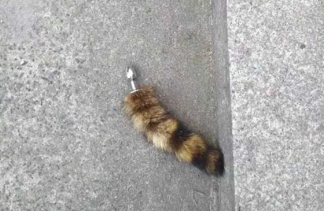 每生产一个肛塞，就有一个无辜的猫猫被切掉尾巴 - 51虹马
