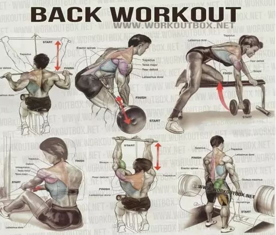 健身菜鸟的福利, 收好留用, 各部位肌肉锻炼图解 - 51虹马 健身菜鸟的福利, 收好留用, 各部位肌肉锻炼图解 - 51虹马