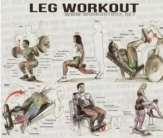 健身菜鸟的福利, 收好留用, 各部位肌肉锻炼图解 - 51虹马 健身菜鸟的福利, 收好留用, 各部位肌肉锻炼图解 - 51虹马