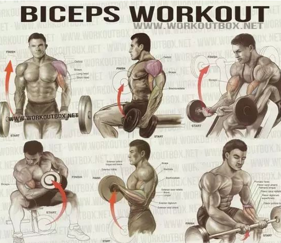 健身菜鸟的福利, 收好留用, 各部位肌肉锻炼图解 - 51虹马 健身菜鸟的福利, 收好留用, 各部位肌肉锻炼图解 - 51虹马