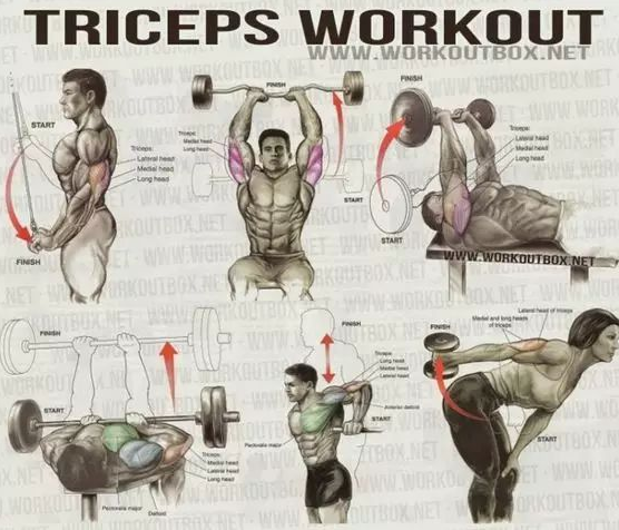 健身菜鸟的福利, 收好留用, 各部位肌肉锻炼图解 - 51虹马 健身菜鸟的福利, 收好留用, 各部位肌肉锻炼图解 - 51虹马