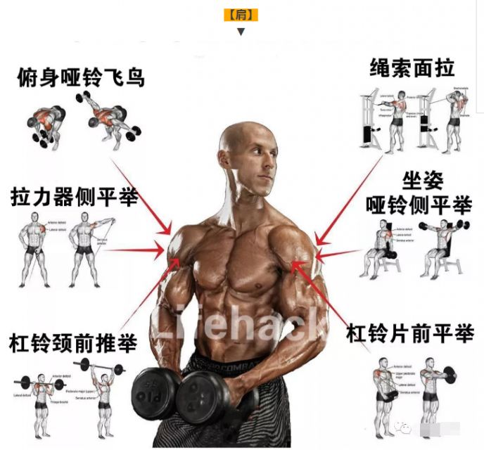 国外全身肌肉训练图解，终于知道该怎么练了-51虹马