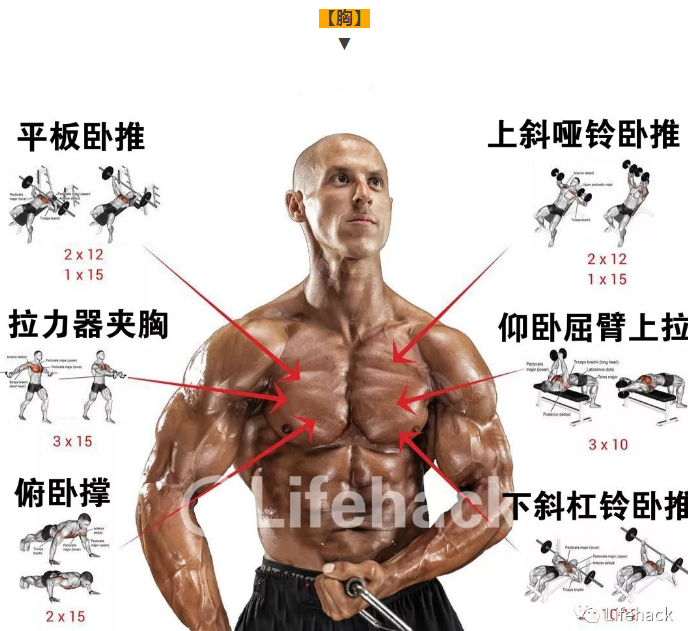 国外全身肌肉训练图解，终于知道该怎么练了 - 51虹马
