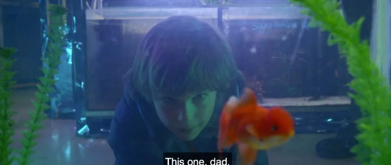 《金鱼》：都一样美丽 - 51虹马