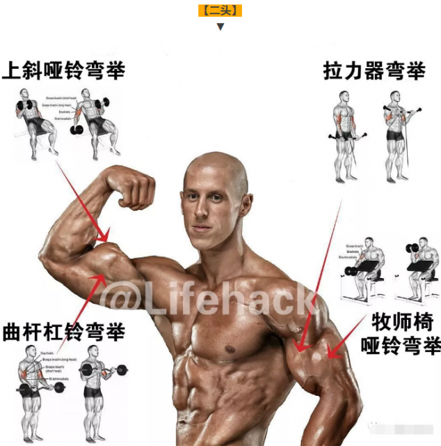 国外全身肌肉训练图解，终于知道该怎么练了 - 51虹马