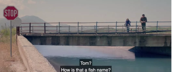 《金鱼》：都一样美丽 - 51虹马