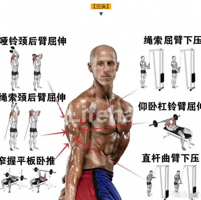 国外全身肌肉训练图解，终于知道该怎么练了 - 51虹马
