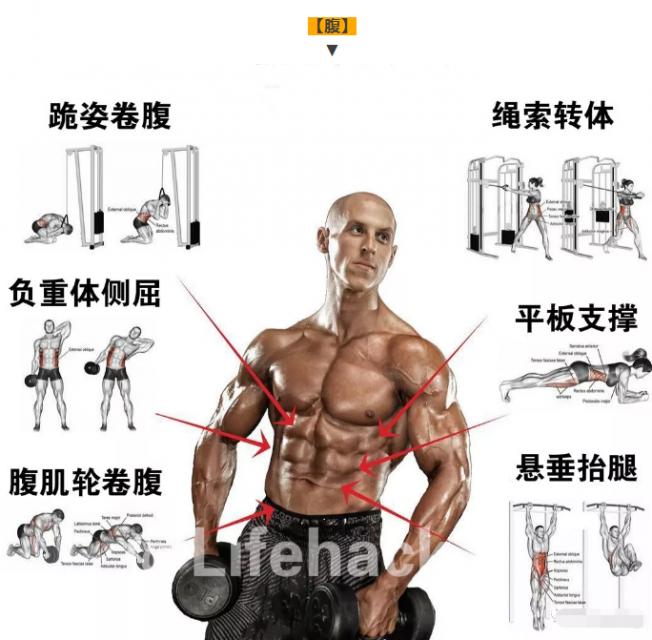 国外全身肌肉训练图解，终于知道该怎么练了 - 51虹马