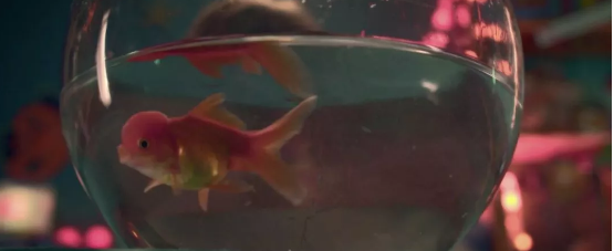 《金鱼》：都一样美丽 - 51虹马