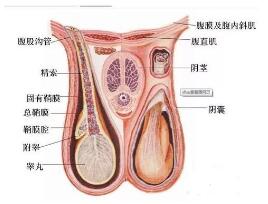 全面解析男性生殖器，让你更了解自己！！！附图 - 51虹马