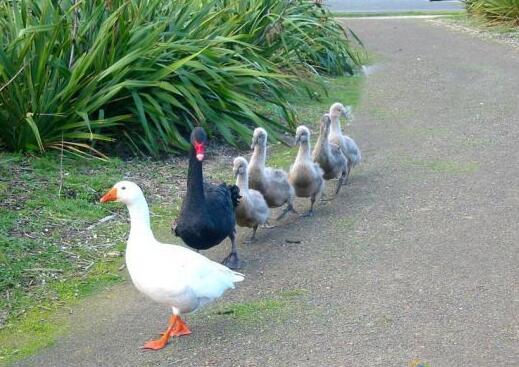 今日同志国际新闻：因为是亚裔gay这位男模遭到弃用等 - 51虹马