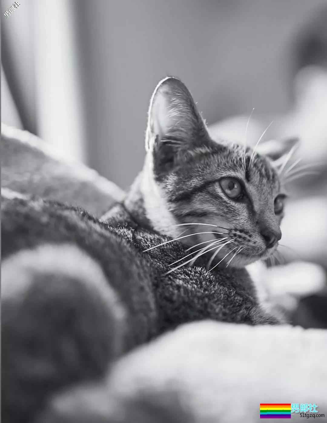 泰boy写真全集，混血精致公狗腰王子 ！ - 51虹马