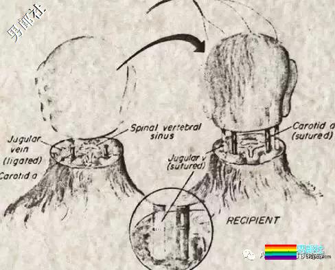捆绑电击、囚禁强奸、化学阉割、睾丸移植,就为了“治好”同性恋? - 51虹马 捆绑电击、囚禁强奸、化学阉割、睾丸移植,就为了“治好”同性恋? - 51虹马