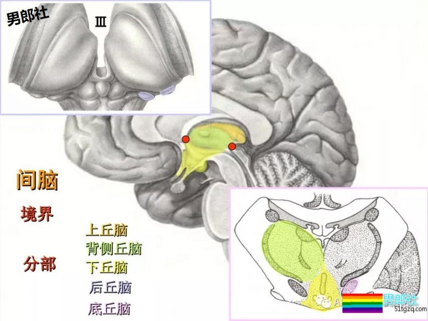 同性恋究竟是不是天生的? - 51虹马 同性恋究竟是不是天生的? - 51虹马