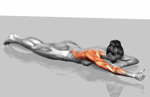 史上最全肌肉训练动图，告诉你每个部位怎么练！ - 51虹马