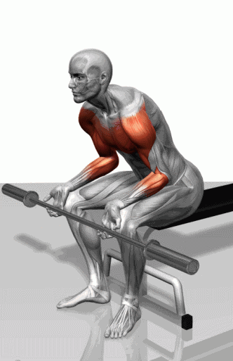 史上最全肌肉训练动图，告诉你每个部位怎么练！ - 51虹马