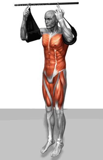 史上最全肌肉训练动图，告诉你每个部位怎么练！ - 51虹马