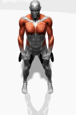 史上最全肌肉训练动图，告诉你每个部位怎么练！ - 51虹马