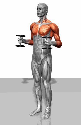 史上最全肌肉训练动图，告诉你每个部位怎么练！ - 51虹马