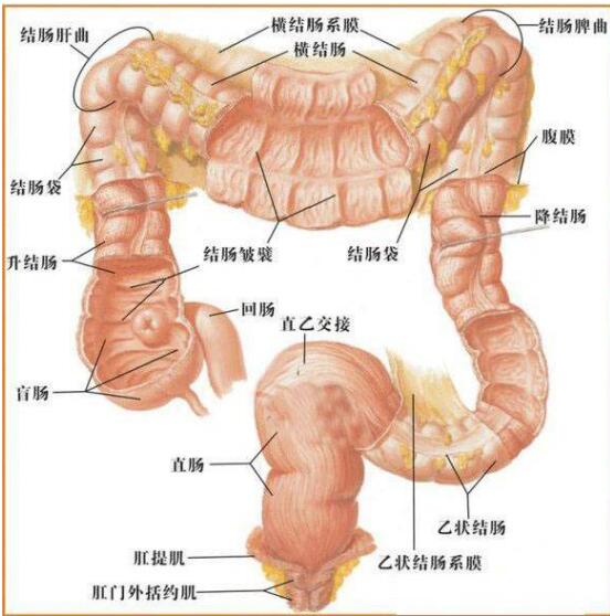 菊花紧致指南—0的必看指导-51虹马