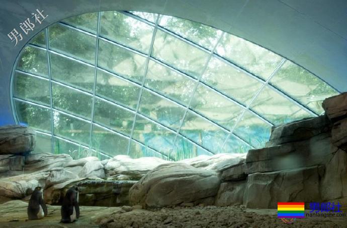 孵鱼孵石头之后,这对gay企鹅终于得到了真·蛋 - 51虹马 孵鱼孵石头之后,这对gay企鹅终于得到了真·蛋 - 51虹马