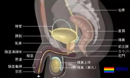 受先生说的【前列腺】快感，到底是啥感觉？ - 51虹马