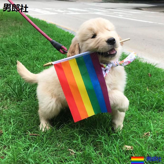 科学家提出性行为研究新视角：与其问同性恋“为何”存在，不如问“有何不可”-51虹马