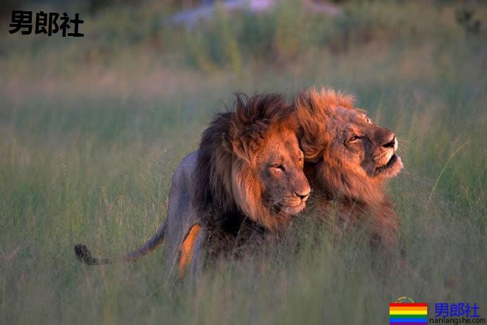 科学家提出性行为研究新视角:与其问同性恋“为何”存在,不如问“有何不可” - 51虹马 科学家提出性行为研究新视角:与其问同性恋“为何”存在,不如问“有何不可” - 51虹马