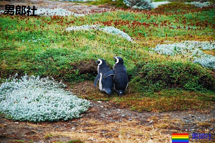 科学家提出性行为研究新视角:与其问同性恋“为何”存在,不如问“有何不可” - 51虹马 科学家提出性行为研究新视角:与其问同性恋“为何”存在,不如问“有何不可” - 51虹马