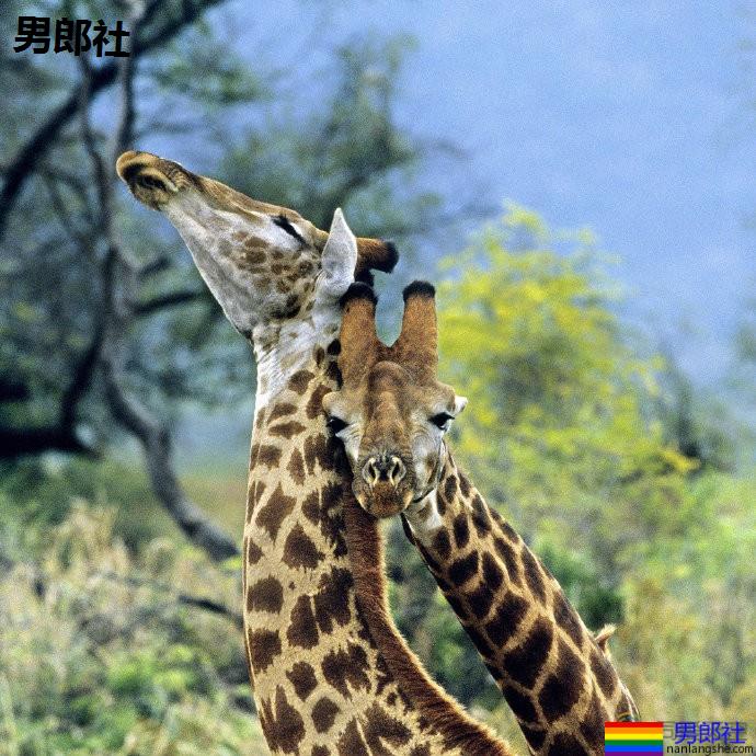 科学家提出性行为研究新视角:与其问同性恋“为何”存在,不如问“有何不可” - 51虹马 科学家提出性行为研究新视角:与其问同性恋“为何”存在,不如问“有何不可” - 51虹马