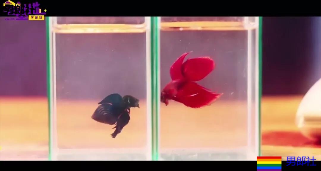 小鲜肉X运动员 正太掰弯教练 开车！ - 51虹马