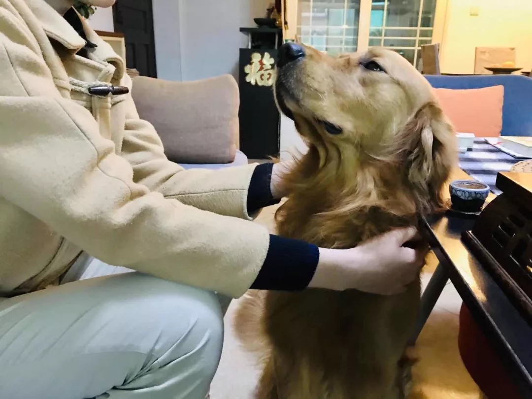 被霸凌长达6年的年轻人，但愿嘟嘟能治愈你 | 一宅故事-51虹马