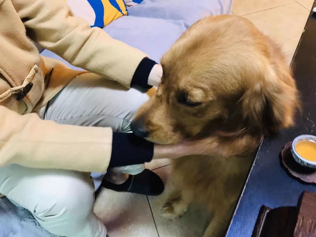 被霸凌长达6年的年轻人，但愿嘟嘟能治愈你 | 一宅故事 - 51虹马