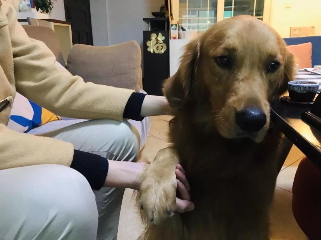 被霸凌长达6年的年轻人，但愿嘟嘟能治愈你 | 一宅故事 - 51虹马