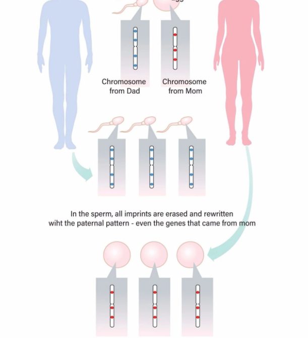 同性伴侣想要获得后代不再是梦 - 51虹马
