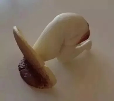 当日本小哥听说用碳酸水泡丁丁可以延时后... - 51虹马 当日本小哥听说用碳酸水泡丁丁可以延时后... - 51虹马