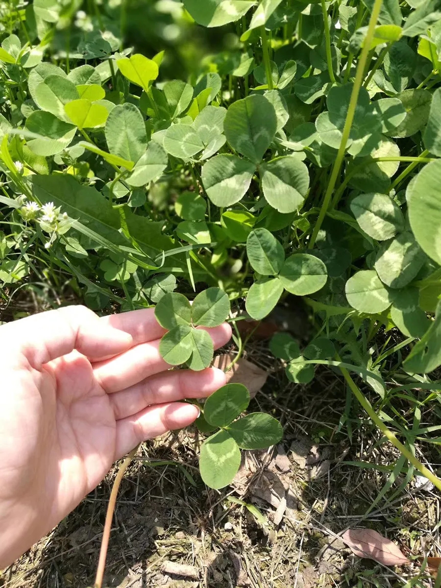 同性伴侣子女抚养权案：这将影响整个性少数群体 - 51虹马