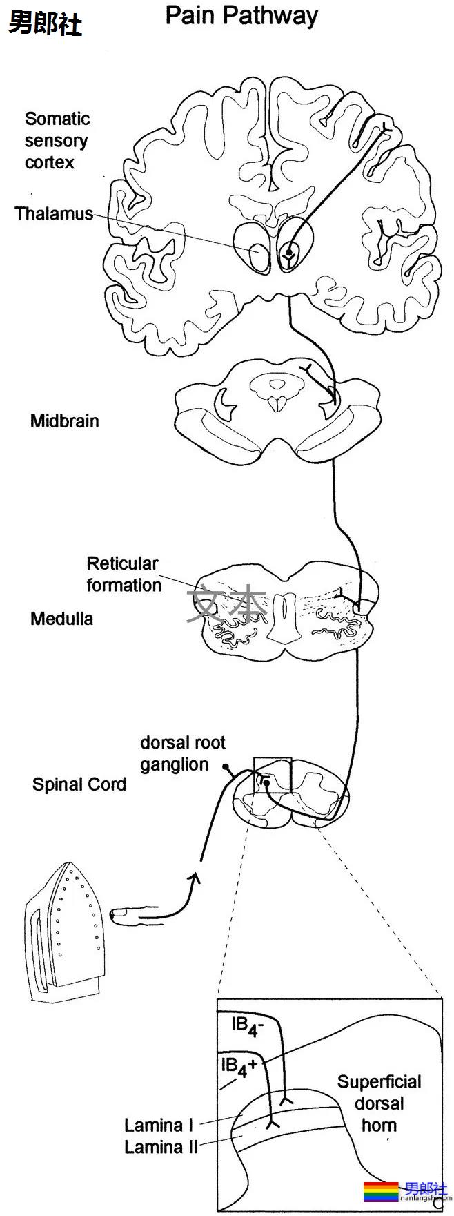 如何扩肛才能减轻0号疼痛？ - 51虹马