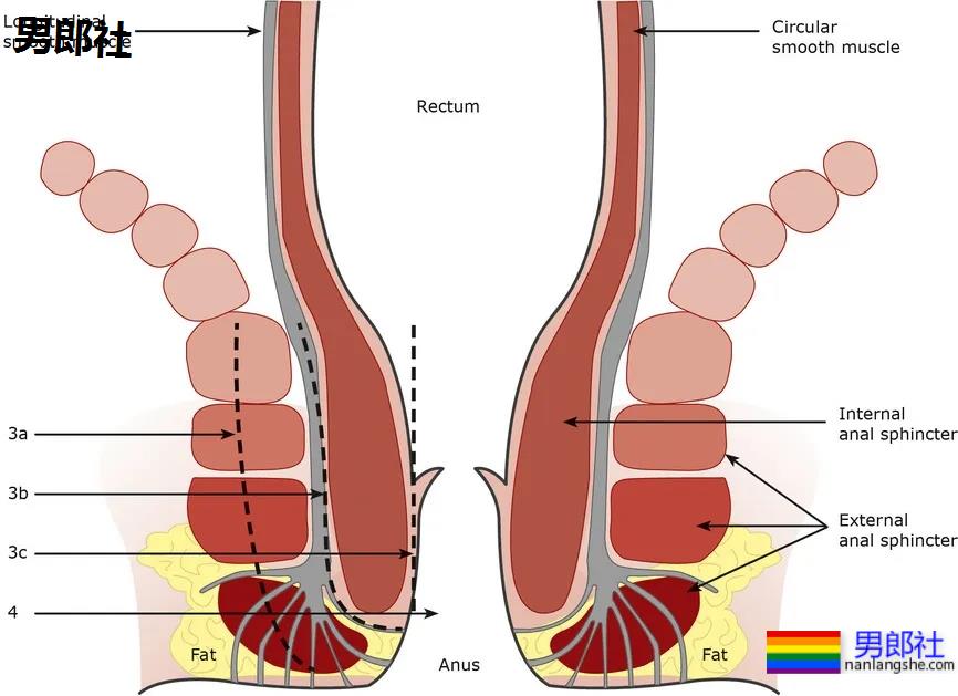 如何扩肛才能减轻0号疼痛？ - 51虹马