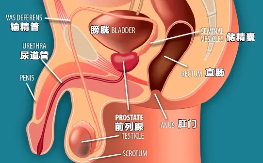 前列腺发炎,还可以尝试边缘控制吗? - 51虹马 前列腺发炎,还可以尝试边缘控制吗? - 51虹马