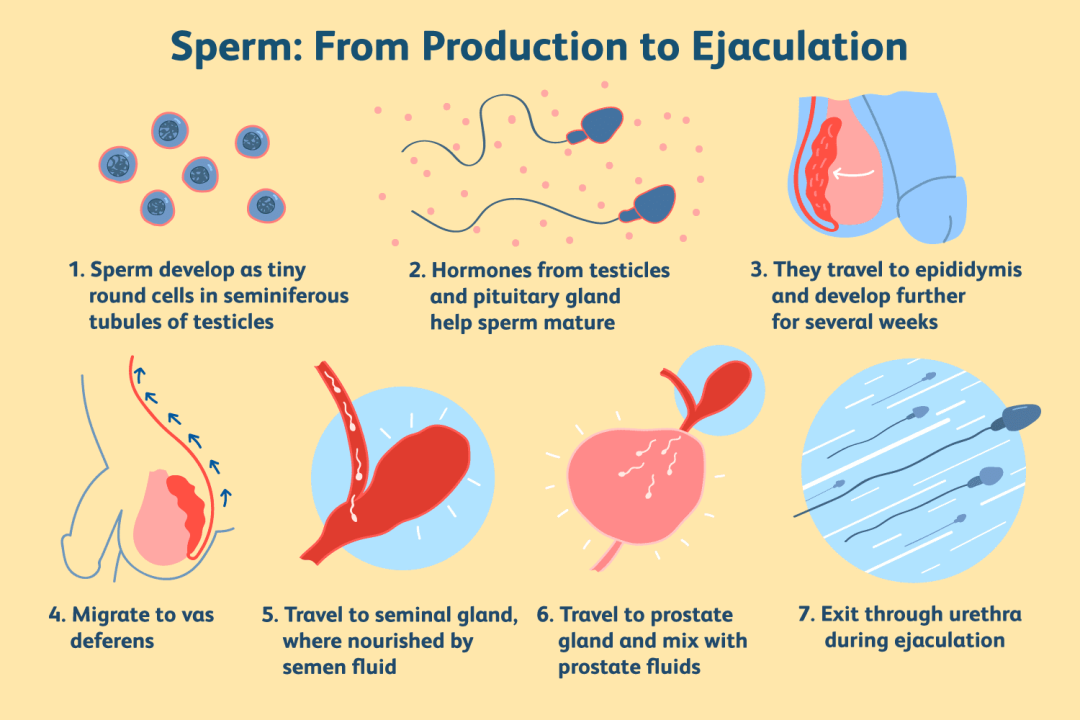 前列腺发炎,还可以尝试边缘控制吗? - 51虹马 前列腺发炎,还可以尝试边缘控制吗? - 51虹马
