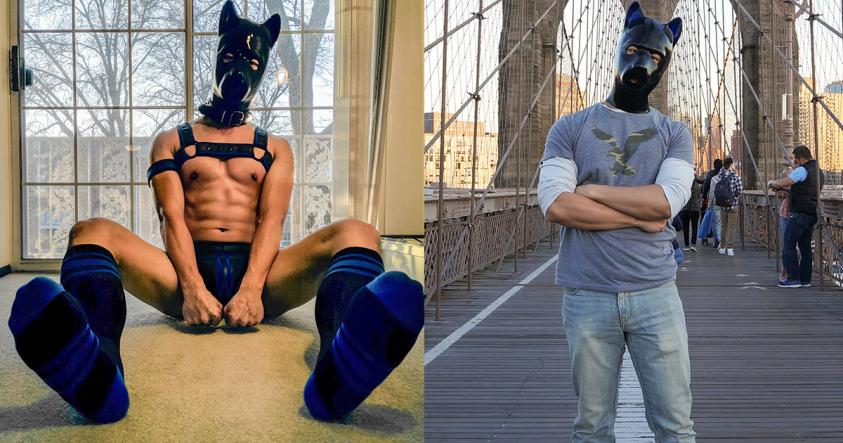 身材壮硕性格可爱的人形犬小谆：趴在主人胸口被抱到睡著 很平凡却很幸福 - 51虹马