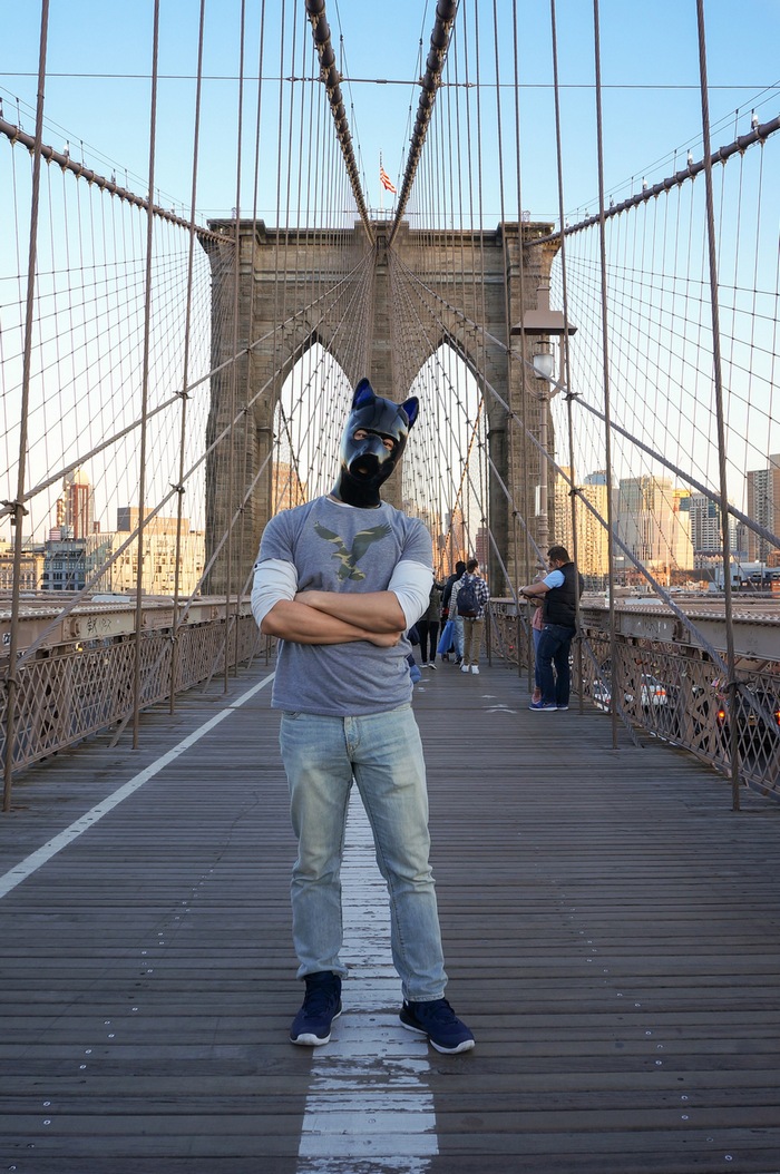 身材壮硕性格可爱的人形犬小谆：趴在主人胸口被抱到睡著 很平凡却很幸福 - 51虹马