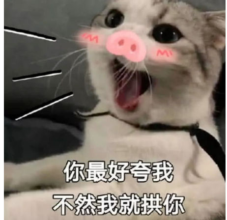 小0福音，菊花保养指南！！！ - 51虹马